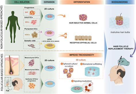 dan reynolds hair transplant|Tissue engineering strategies for human hair follicle regeneration: .